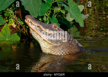 Un maschio coccodrillo americano , Alligator mississippiensis, muggito di mate. Foto Stock