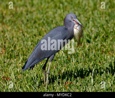 Piccolo airone cenerino,Egretta caerulea, con un colto nel laccio blue gill pesci. Foto Stock