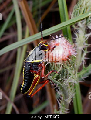 Gomma orientale grasshopper, Romalea microptera, alimentando sulle piante. Foto Stock