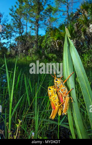Gomma orientale grasshopper, Romalea microptera, alimentando sulle piante. Foto Stock