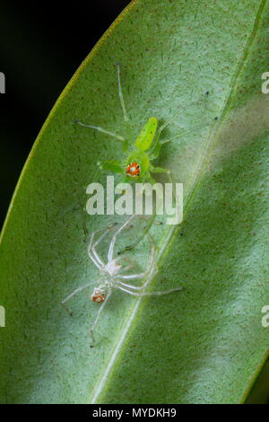 Una magnolia jumping spider, Lyssomanes viridis, desquamazione su una foglia. Foto Stock