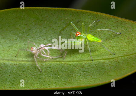 Una magnolia jumping spider, Lyssomanes viridis, desquamazione su una foglia. Foto Stock