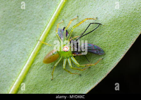 Una magnolia jumping spider, Lyssomanes viridis, rovistando su una foglia. Foto Stock