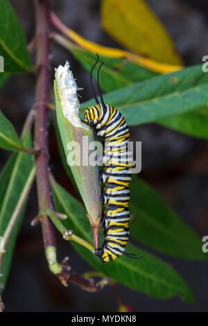 Un monarca caterpillar, Danaus plexippus, alimentando il butterfly milkweed. Foto Stock