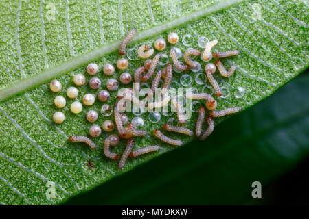 Polka Dot wasp moth uova e larve o, Syntomeida epilais, sequenze di cova sulla Oleander foglie. Foto Stock