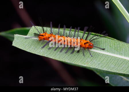 Polka Dot wasp larve di Tarma, Syntomeida epilais, su una foglia di oleandro. Foto Stock