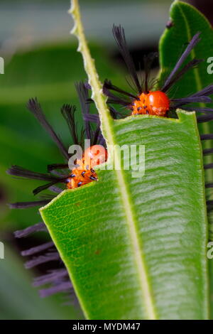 Polka Dot wasp larve di Tarma, Syntomeida epilais, alimentazione su una foglia di oleandro. Foto Stock