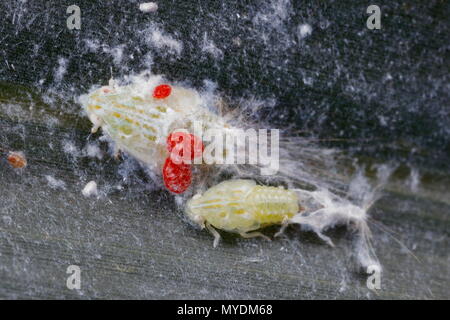 Foglia di palma, tramoggia Ormaneria rufifascia, larve su Saw palmetto. Foto Stock