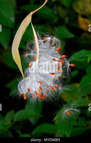 Milkweed messicano, Asclepias curassavica o Bloodflower, baccelli la semina. Foto Stock