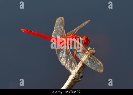Un scarlet schiumarola, o rubicondo marsh schiumarola, Crocothemis servilia, poggiante su di un impianto. Foto Stock