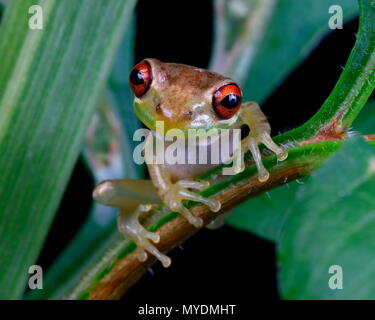 Un cubano raganella, Osteopilus septentrionalis, foraggio per alimentare e arroccato di fogliame. Foto Stock