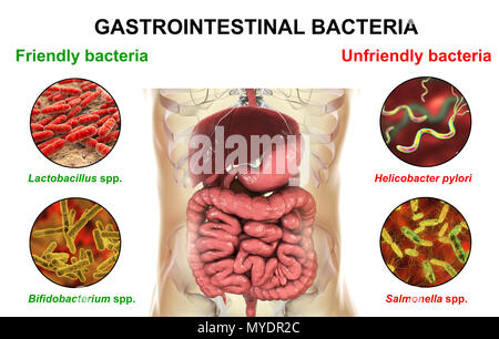 Immagine del calcolatore dell'apparato digestivo umano e i batteri in essa presenti. Alcuni batteri, quali Lactobacillus e Bifidobacterium, hanno funzioni benefiche e che fanno parte del normale microbiota. Altri, come Helicobacter pylori e la Salmonella, causano la malattia. Foto Stock