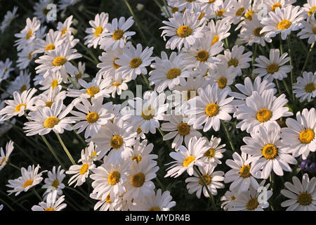 Margherite di occhio di bue Foto Stock