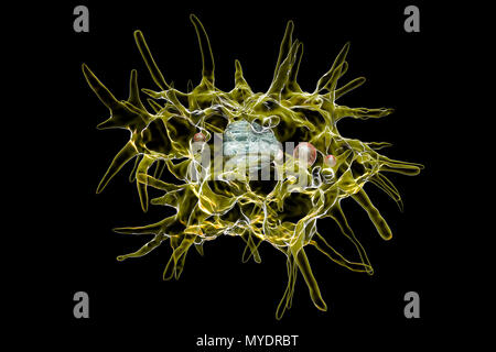 Acanthamoeba castellanii ameba, illustrazione del computer. Questa è la capacità riproduttiva e stadio infettivo dell'organismo, o forma trophozoite. A. castellanii, un libero-vivente unicellulari organismo, si ritrova in tutti gli habitat acquatici e del suolo. È in grado di infettare l'occhio causando la cheratite da Acanthamoeba, potenzialmente un accecamento infiammazione della cornea. Anche se raro, infezione è più comune tra la lente a contatto indossatori. Foto Stock