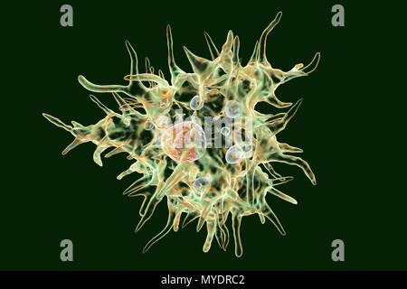 Acanthamoeba castellanii ameba, illustrazione del computer. Questa è la capacità riproduttiva e stadio infettivo dell'organismo, o forma trophozoite. A. castellanii, un libero-vivente unicellulari organismo, si ritrova in tutti gli habitat acquatici e del suolo. È in grado di infettare l'occhio causando la cheratite da Acanthamoeba, potenzialmente un accecamento infiammazione della cornea. Anche se raro, infezione è più comune tra la lente a contatto indossatori. Foto Stock