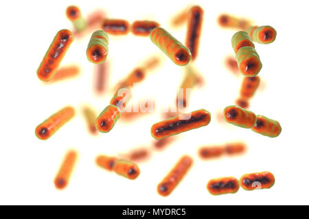 Computer illustrazione di Bacteroides sp. batteri. Questi sono a forma di asta, obbligherà anaerobico gram-negativi, saccharolytic batteri. Il Bacteroides sono i più comuni batteri trovati nell'umana intestinale. Essi sono coinvolti in molte importanti attività metaboliche nella flora umano del colon, compresa la fermentazione di carboidrati, l'utilizzazione di sostanze azotate, e la biotrasformazione di acidi biliari e altri steroidi. Quando il Bacteroides sfuggire il colon, essi sono responsabili di molti tipi di infezioni e ascessi che possono verificarsi in tutto il corpo compresa la parte superiore del corpo, Foto Stock