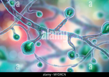 Blastomyces dermatitidis fungo, illustrazione del computer. Questo fungo è l'agente eziologico della malattia blastomicosi, che dispone di una gamma di presentazioni. Esso riguarda principalmente i polmoni e può causare una simil-malattia, una malattia acuta simile a polmonite, una malattia cronica simile alla tubercolosi o potenzialmente fatale sindrome da sofferenza respiratoria acuta. In alcuni casi è in grado di diffondersi alla pelle, ossa o organi, causando lesioni. Il trattamento con farmaci antifungini. Foto Stock