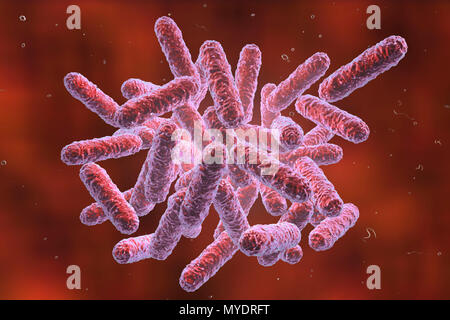 Batteri enterobacteriaceae, illustrazione del computer. Questi sono Gram-negativi a forma di asta batteri. La famiglia enterobatteriacee comprende i generi Escherichia, Shigella, Salmonella, Klebsiella, Yersinia, Citrobacter, e Enterobacter. Alcuni di questi batteri causa di infezioni intestinali (Salmonella, Shigella). Altri sono rappresentanti del normale microbiome dell'intestino e altri organi (Escherichia coli, Klebsiella spp.), ma può anche causare la malattia in determinate posizioni (chirurgica infezione di ferite, infezioni delle vie urinarie) o nel caso di una ridotta immunità (polmonite postoperatorio Foto Stock