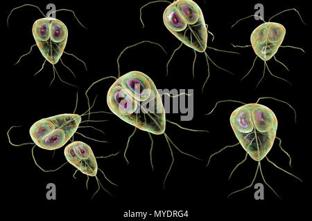Giardia lamblia parassiti, illustrazione del computer. Giardia lamblia è un protozoo flagellato parassita. Esso colonizza e riproduce nel piccolo intestino e provoca la giardiasi. Foto Stock