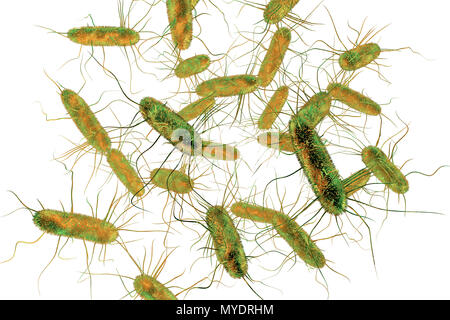 Batteri di Salmonella, illustrazione del computer. La Salmonella sp. sono i batteri Gram negativi a forma di asta di batteri che hanno flagelli (capelli-strutture simili) che essi utilizzano per la locomozione. Essi possono causare avvelenamento alimentare una volta ingerito con gli alimenti contaminati. I sintomi possono includere dolore addominale, nausea, diarrea e vomito. Foto Stock