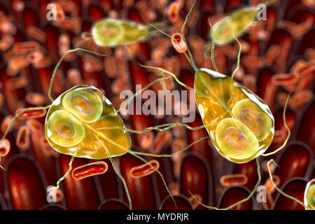 Giardia lamblia parassiti nel duodeno, illustrazione del computer. Giardia lamblia è un protozoo flagellato parassita. Esso colonizza e riproduce nel piccolo intestino e provoca la giardiasi. Foto Stock