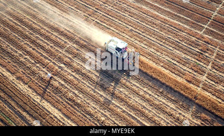 Handan cinese nella provincia di Hebei. Il 6 giugno, 2018. Un mietitore di grano raccolti in un campo nel villaggio di Luocun di Handan città del nord della Cina nella provincia di Hebei, Giugno 6, 2018. Circa la metà delle colture estive sono state raccolte in tutto il paese entro il 6 giugno. Credito: Hu Jailei/Xinhua/Alamy Live News Foto Stock