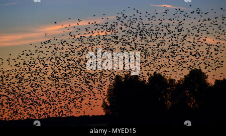 05 giugno 2018, Germania, Jacobsdorf: un gregge di storni in volo poco prima del tramonto. Foto: Patrick Pleul/dpa-Zentralbild/ZB Foto Stock