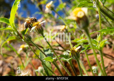 Asuncion in Paraguay. Il 7 giugno, 2018. Un miele delle api (Apis mellifera) alimenta il nettare di tridax daisy o coatbuttons (Tridax procumbens) fiori che sbocciano in un prato di fiori selvaggi durante una soleggiata e gradevole pomeriggio con temperature intorno ai 19°C in Asuncion in Paraguay. Credito: Andre M. Chang/ARDUOPRESS/Alamy Live News Foto Stock