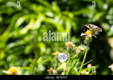 Asuncion in Paraguay. Il 7 giugno, 2018. Un bianco-patchato skipper o patch di bianco (Chiomara asychis) farfalla alimenta il nettare di tridax daisy o coatbuttons (Tridax procumbens) fiore in fiore in un prato di fiori selvaggi durante una soleggiata e gradevole pomeriggio con temperature intorno ai 19°C in Asuncion in Paraguay. Credito: Andre M. Chang/ARDUOPRESS/Alamy Live News Foto Stock