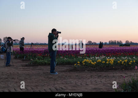 WOODBURN, OREGON - Aprile 13, 2014: fotografi a sunrise di scattare le foto di una fioritura di campo di tulipani in Woodburn, o il 13 aprile 2014. Foto Stock