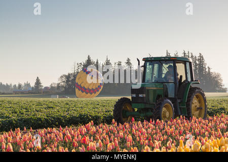 WOODBURN, OREGON - Aprile 13, 2014: un lavoratore in un trattore guardando una mongolfiera lancio su campi di tulipani in Woodburn, o il 13 aprile 2014. Foto Stock