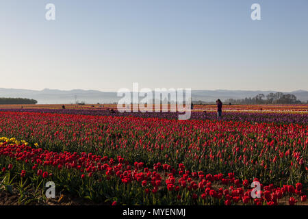 WOODBURN, OREGON - Aprile 13, 2014: fotografi a sunrise di scattare le foto di una fioritura di campo di tulipani in Woodburn, o il 13 aprile 2014. Foto Stock