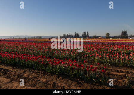 WOODBURN, OREGON - Aprile 13, 2014: fotografi a sunrise di scattare le foto di una fioritura di campo di tulipani in Woodburn, o il 13 aprile 2014. Foto Stock