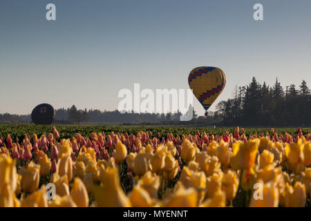 WOODBURN, OREGON - Aprile 13, 2014: i palloni ad aria calda facendo mattina volo su una rigogliosa tulip campo in Woodburn, o il 13 aprile 2014. Foto Stock