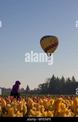 WOODBURN, OREGON - 13 Aprile 2014: una mongolfiera di prendere un volo di mattina su una fioritura di campo di tulipani in Woodburn, o il 13 aprile 2014. Foto Stock