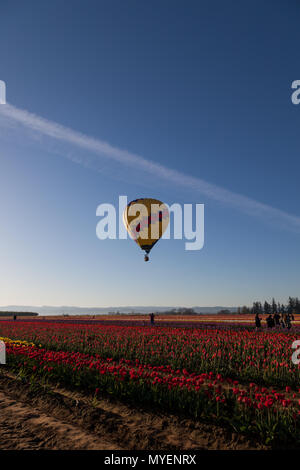 WOODBURN, OREGON - 13 Aprile 2014: una mongolfiera di prendere un volo di mattina su una fioritura di campo di tulipani in Woodburn, o il 13 aprile 2014. Foto Stock