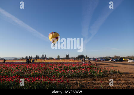 WOODBURN, OREGON - 13 Aprile 2014: una mongolfiera di prendere un volo di mattina su una rigogliosa tulip campo pieno di turisti in Woodburn, o su Aprile 13 Foto Stock