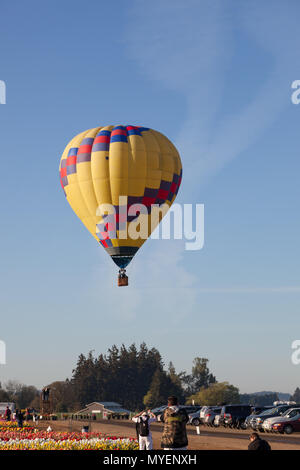 WOODBURN, OREGON - 13 Aprile 2014: una mongolfiera di prendere un volo di mattina su una rigogliosa tulip campo pieno di turisti in Woodburn, o su Aprile 13 Foto Stock