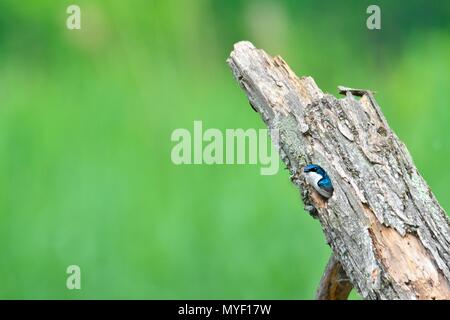 Tree swallow in un nido Foto Stock