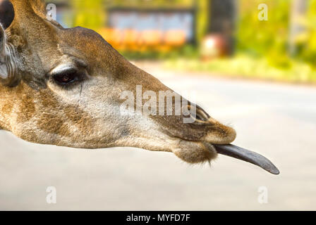 I bambini allo zoo giraffe di alimentazione Foto Stock