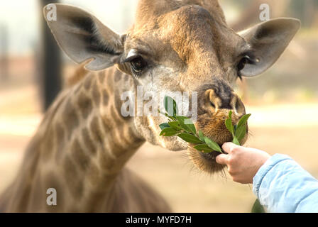 I bambini allo zoo giraffe di alimentazione Foto Stock