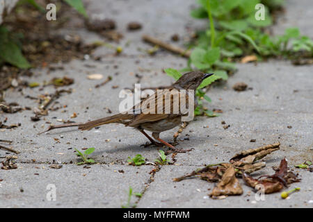 Dunnock. Prunella modularis. Singolo adulto appollaiato sulla terra. West Midlands. Isole britanniche. Foto Stock
