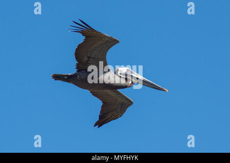 Brown Pelican Soaring sovraccarico in un cielo blu chiaro Foto Stock