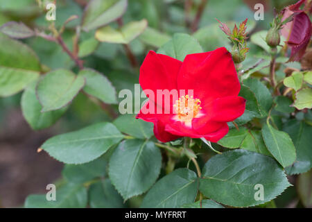 Rosa "Home Run". Rosa ad arbusto Foto Stock