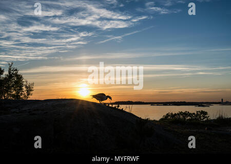 Barnacle goose al tramonto a Hattusaari isola, Helsinki, Finlandia, Europa, UE Foto Stock