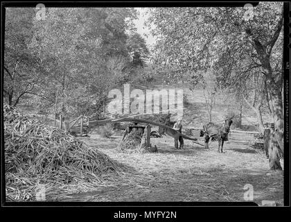 La macinazione della canna da zucchero per il sorgo al Stooksberry homestead vicino Andersonville, Tennessee. Sorgo la canna da zucchero potrebbe essere sollevata... - Foto Stock