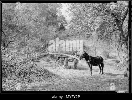 Smerigliatura canna da sorgo al Stooksberry homestead vicino Andersonville, Tennessee. - Foto Stock