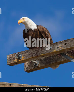 Aquila calva, Tule Lake National Wildlife Refuge, California Foto Stock