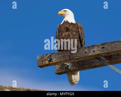 Aquila calva, Tule Lake National Wildlife Refuge, California Foto Stock