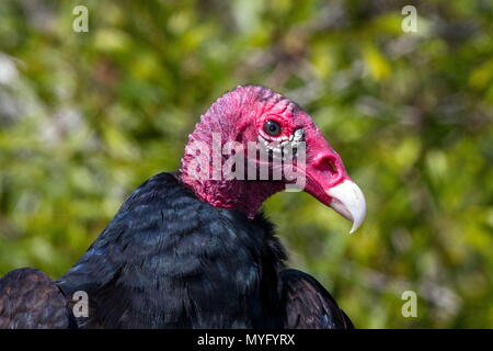 Ritratto di un tacchino avvoltoio, Cathartes aura. Foto Stock